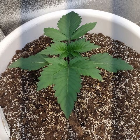 White Widow #1 growlog timeline photo