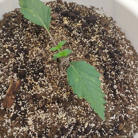 White Widow #1 growlog timeline photo