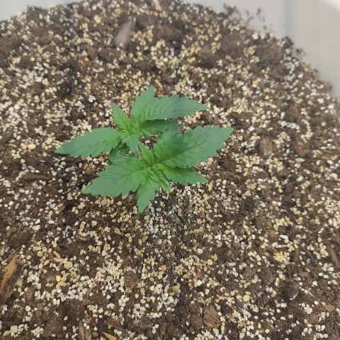 White Widow #1 growlog timeline photo