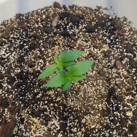 White Widow #1 growlog timeline photo