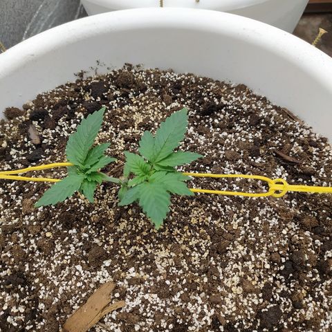 White Widow #1 growlog timeline photo