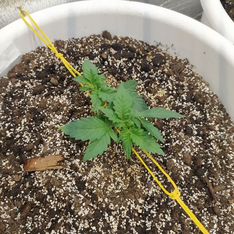 White Widow #1 growlog timeline photo