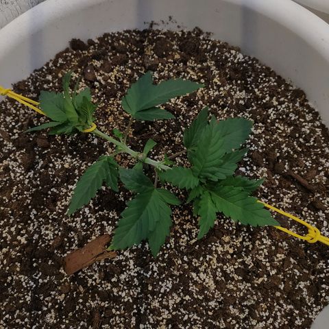 White Widow #1 growlog timeline photo