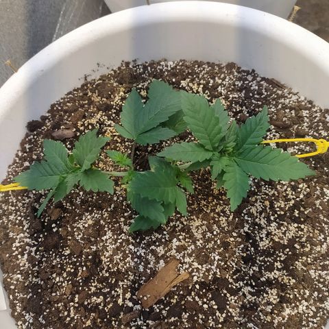 White Widow #1 growlog timeline photo
