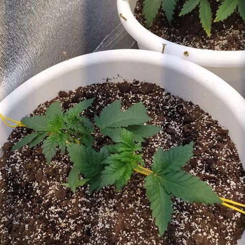White Widow #1 growlog timeline photo