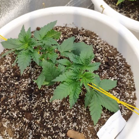 White Widow #1 growlog timeline photo