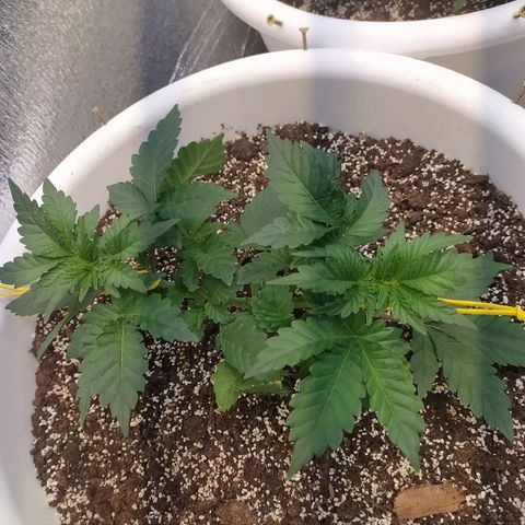 White Widow #1 growlog timeline photo