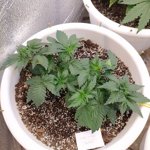 White Widow #1 growlog timeline photo