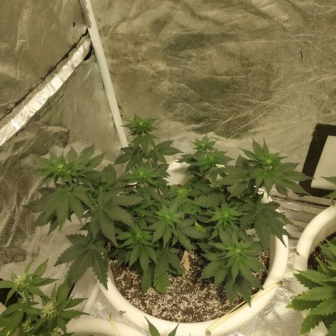 White Widow #1 growlog timeline photo