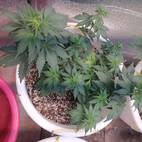White Widow #1 growlog timeline photo