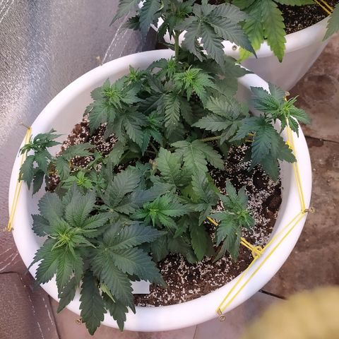 White Widow #1 growlog timeline photo