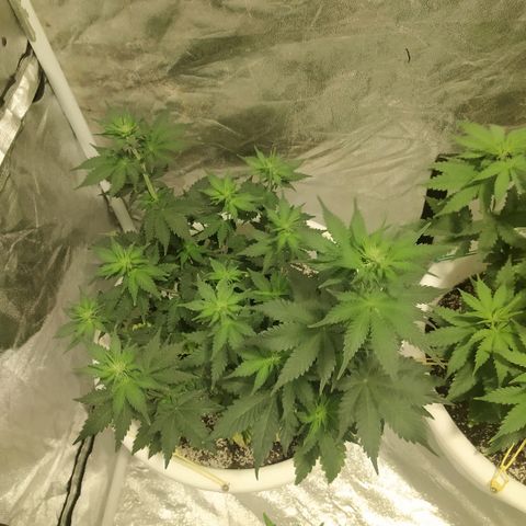 White Widow #1 growlog timeline photo