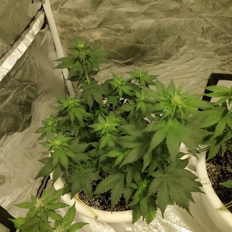 White Widow #1 growlog timeline photo