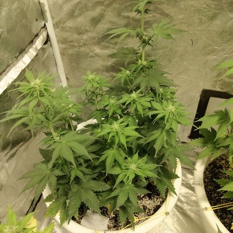 White Widow #1 growlog timeline photo