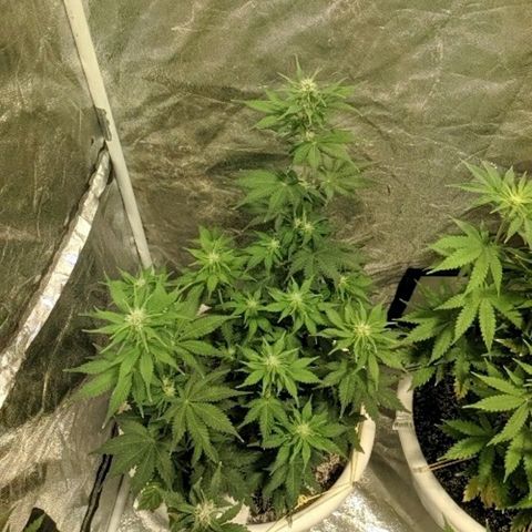White Widow #1 growlog timeline photo