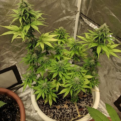 White Widow #1 growlog timeline photo