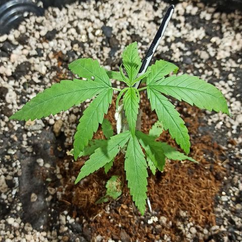 PLAN B growlog timeline photo
