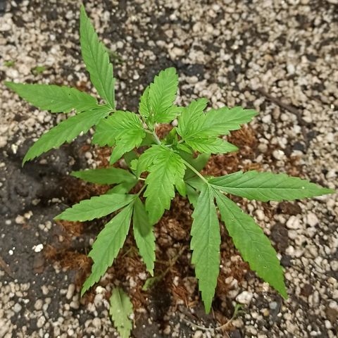 STRONGER growlog timeline photo