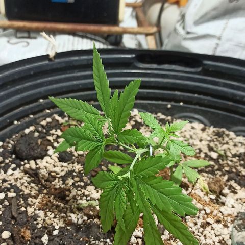 STRONGER growlog photo: Amarra