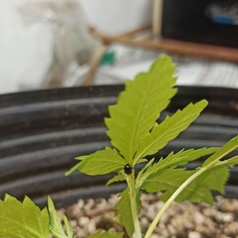 STRONGER growlog photo: Uma joaninha que está comendo algumas pragas 