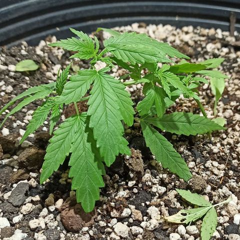 STRONGER growlog timeline photo