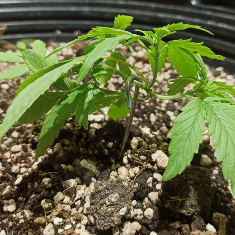 STRONGER growlog timeline photo