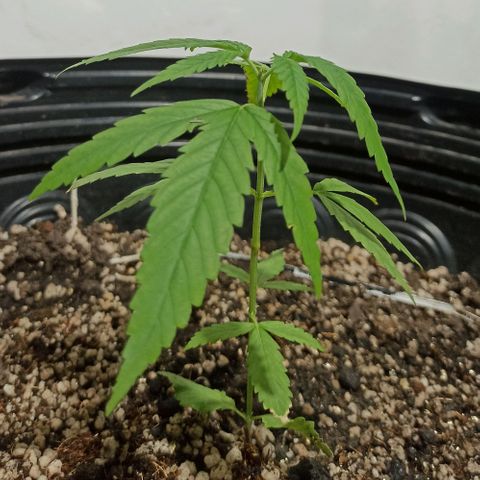 PLAN B growlog timeline photo