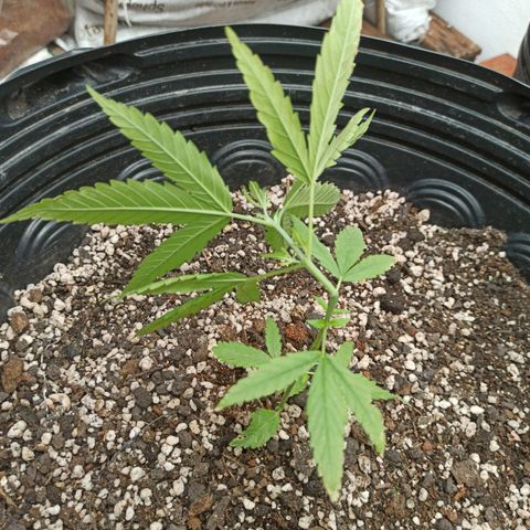 PLAN B growlog timeline photo