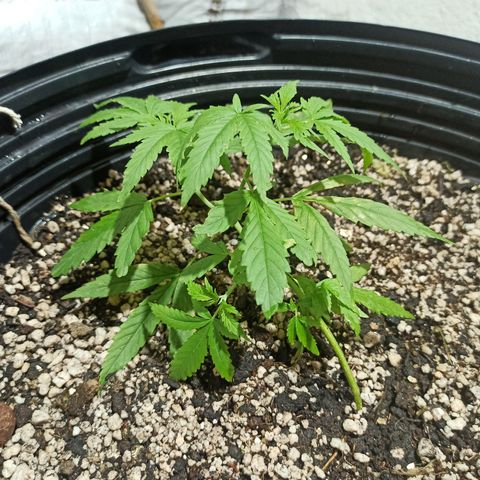 STRONGER growlog timeline photo