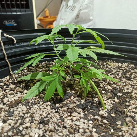 STRONGER growlog timeline photo