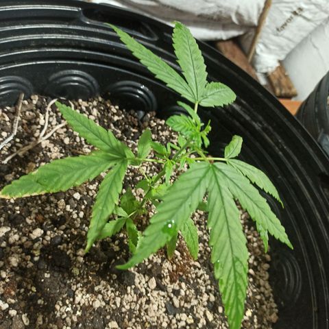 PLAN B growlog timeline photo
