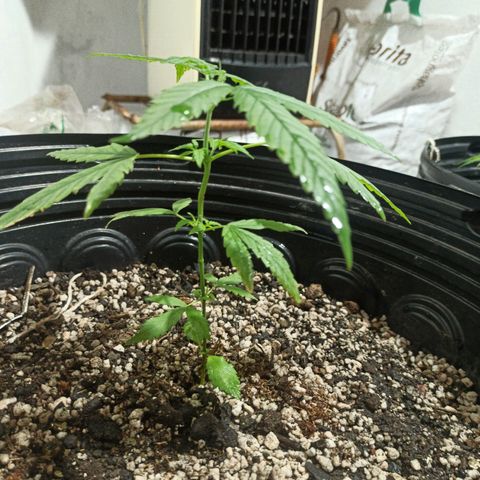 PLAN B growlog timeline photo