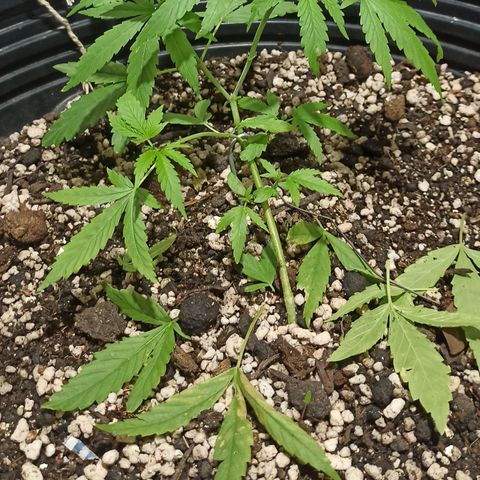 STRONGER growlog timeline photo