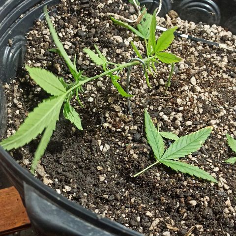 PLAN B growlog timeline photo