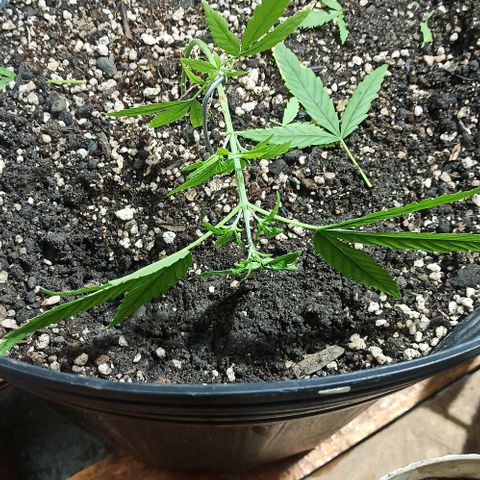 PLAN B growlog timeline photo