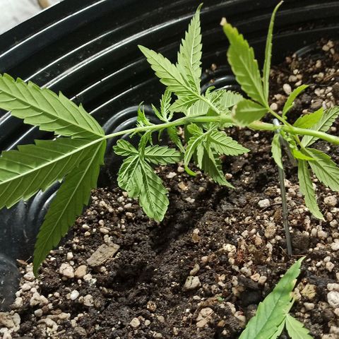 PLAN B growlog timeline photo