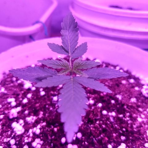 Genética desconhecida growlog photo: Segue desenvolvendo 