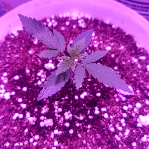 Genética desconhecida growlog photo: Segue desenvolvendo 