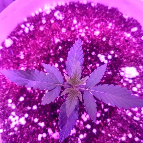 Genética desconhecida growlog photo: Segue desenvolvendo 