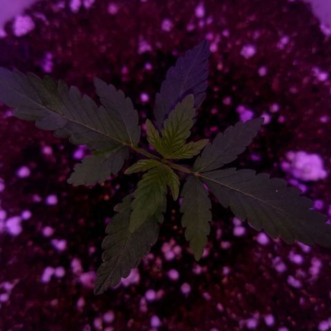 Genética desconhecida growlog photo: Segue desenvolvendo 