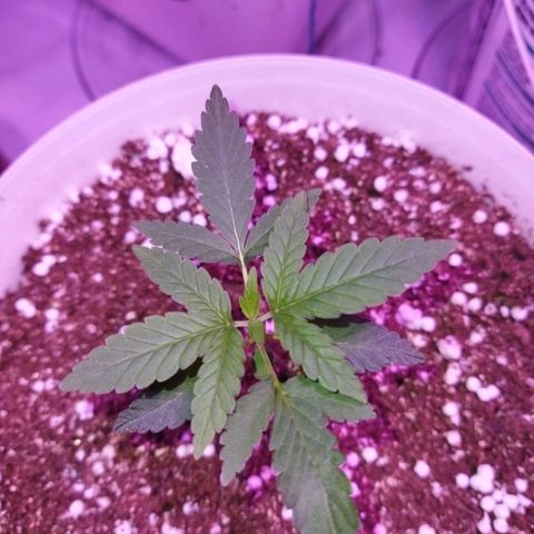 Genética desconhecida growlog photo: Hj chegou o termohigrometro e coloquei dentro do grow e notei que está com a humildade baixa  vou pesquisar como alimentar a msm.