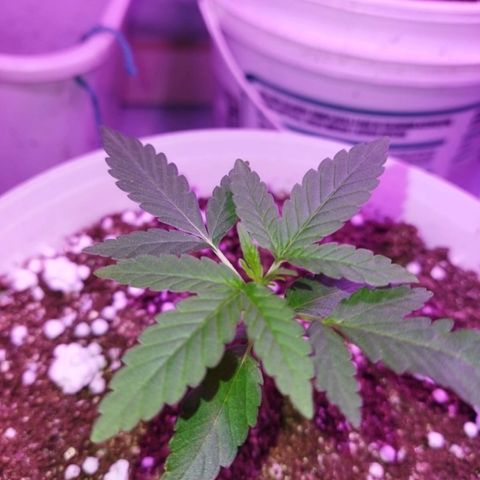 Genética desconhecida growlog photo: Hj chegou o termohigrometro e coloquei dentro do grow e notei que está com a humildade baixa  vou pesquisar como alimentar a msm.