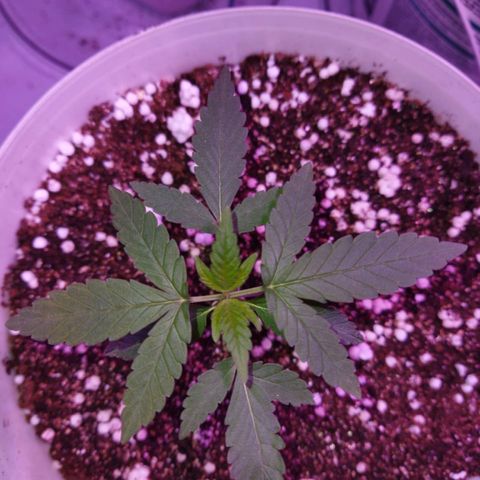 Genética desconhecida growlog timeline photo