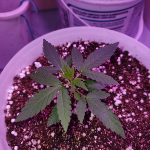 Genética desconhecida growlog timeline photo