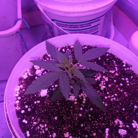 Genética desconhecida growlog timeline photo
