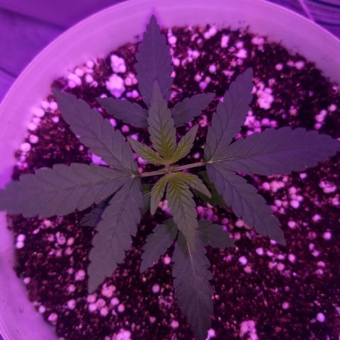 Genética desconhecida growlog timeline photo