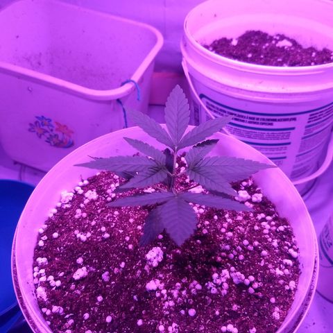 Genética desconhecida growlog timeline photo