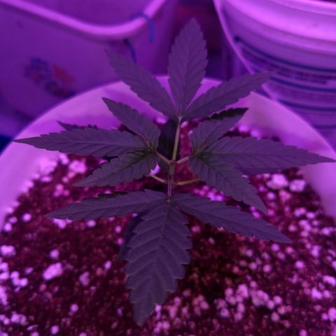 Genética desconhecida growlog timeline photo