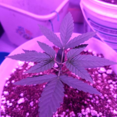 Genética desconhecida growlog timeline photo