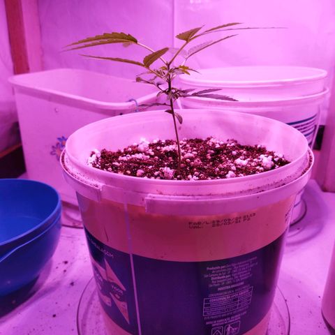 Genética desconhecida growlog timeline photo